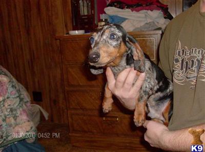 Puppies in OK